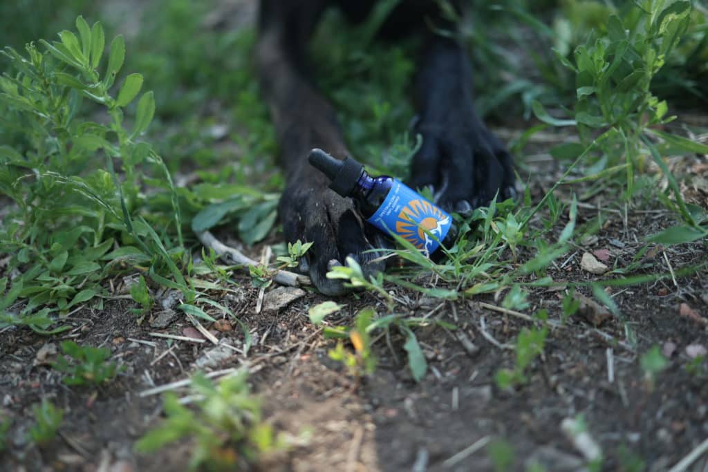 The Incredible Benefits of CBD Oil for Dogs: 7 Ways CBD Can Help Your Pet 14 CBD Oil for Dogs