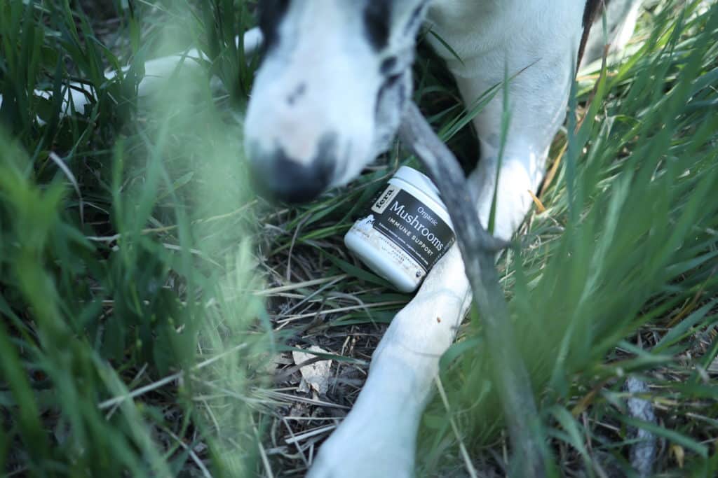 Mushrooms for Dogs