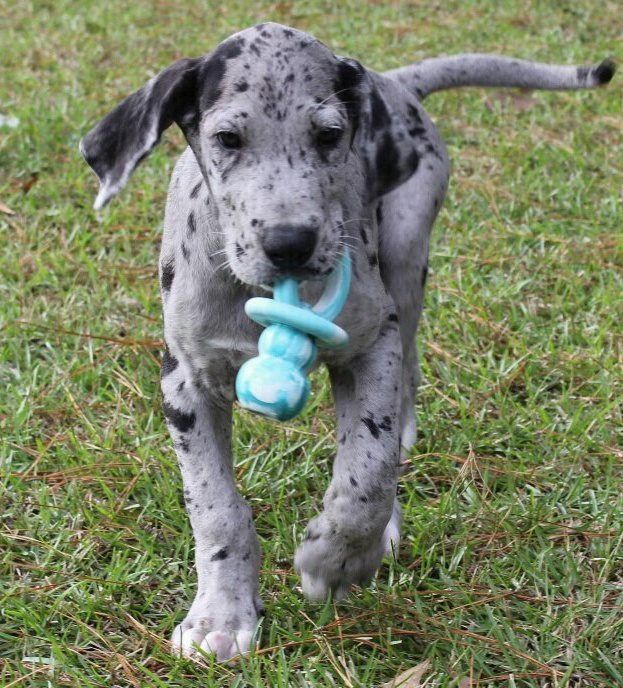 Housebreaking Great Dane Puppies: 10 Realistic Action Steps 17 Housebreaking Great Dane Puppies