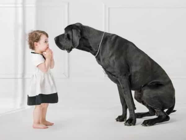 Are Great Danes Good with Kids? 8 Amazing Pictures of Great Dane and their bond with the kids 41
