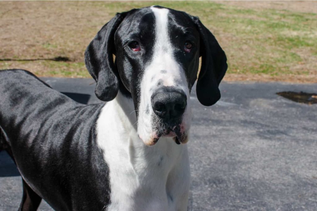 The Many Great Dane Spots, Colors and Stripes 15 Great Dane Spots