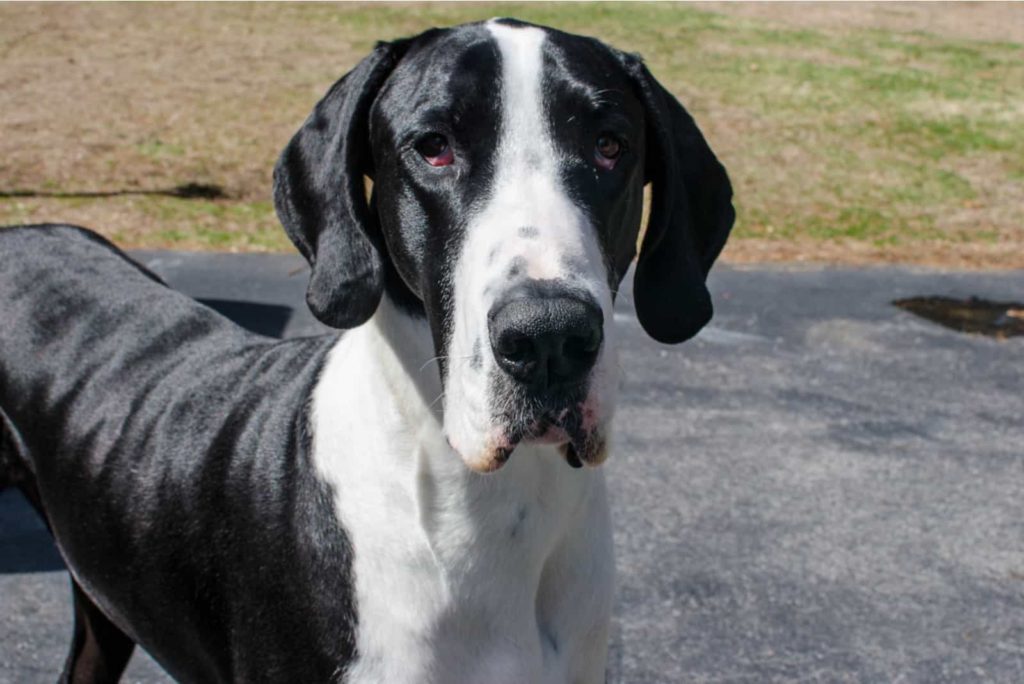 Great Dane Spots