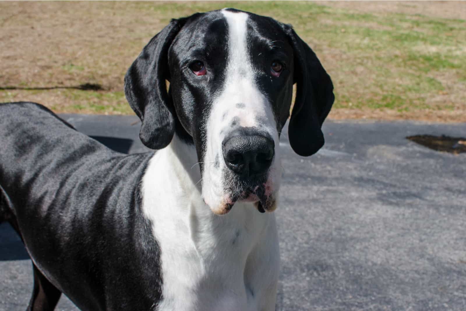 Ibuprofen Poisoning in Dogs: Acting Quickly if Your Dog is in Danger 4 Ibuprofen Poisoning in Dogs