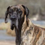 Brindle Great Dane