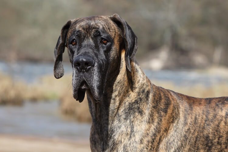10 Steps to Caring for a Great Dane: Everything You Need to Know 10 Caring for a Great Dane