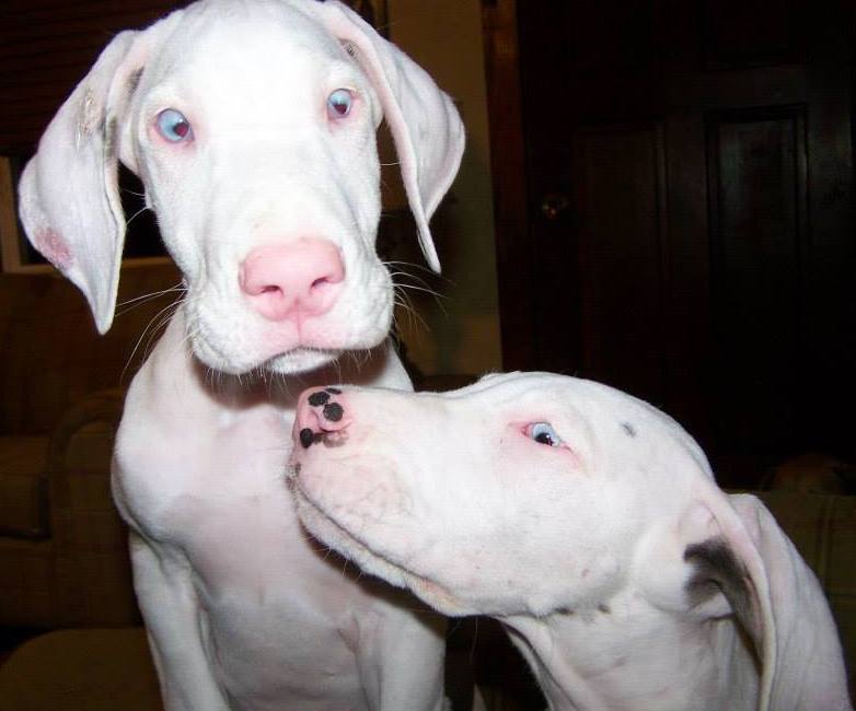 12 Things You Didn't Know About White Great Danes: Are White Great Danes Deaf and Blind? 2 WHITE GREAT DANE