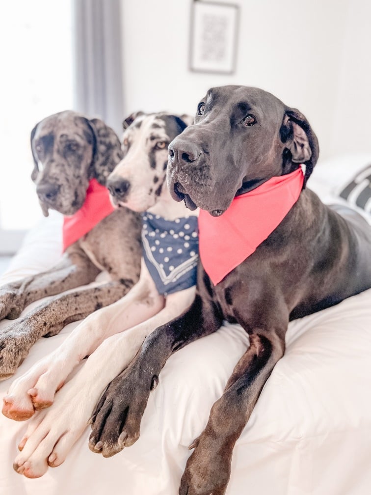 4th of July and Dogs: How to Keep Your Dog Calm and Happy 2 4th of July and Dogs