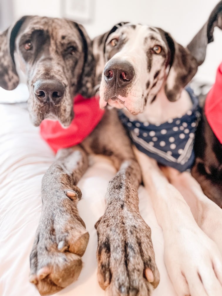 4th of July and Dogs: How to Keep Your Dog Calm and Happy 7 4th of July and Dogs