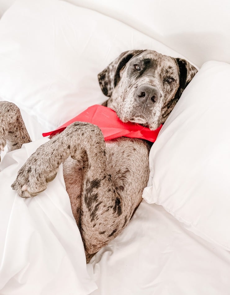 4th of July and Dogs: How to Keep Your Dog Calm and Happy 4 4th of July and Dogs