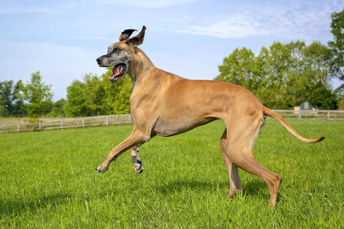 10 Things You Should Know About Owning Great Dane Dogs 8 Owning Great Dane