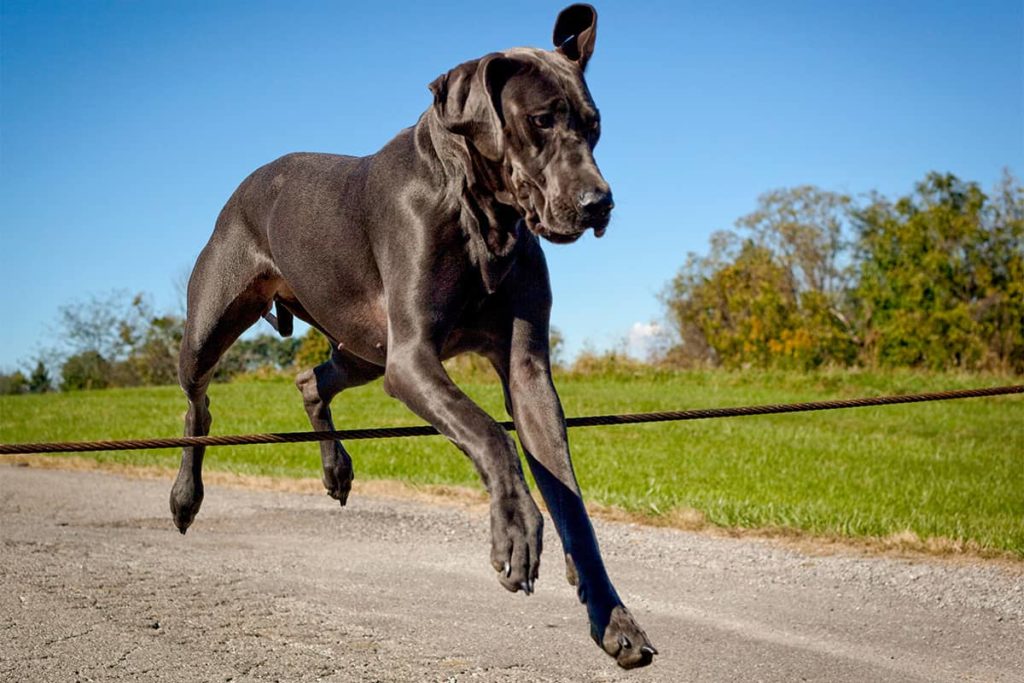 How to Stop a Great Dane Jumping Up
