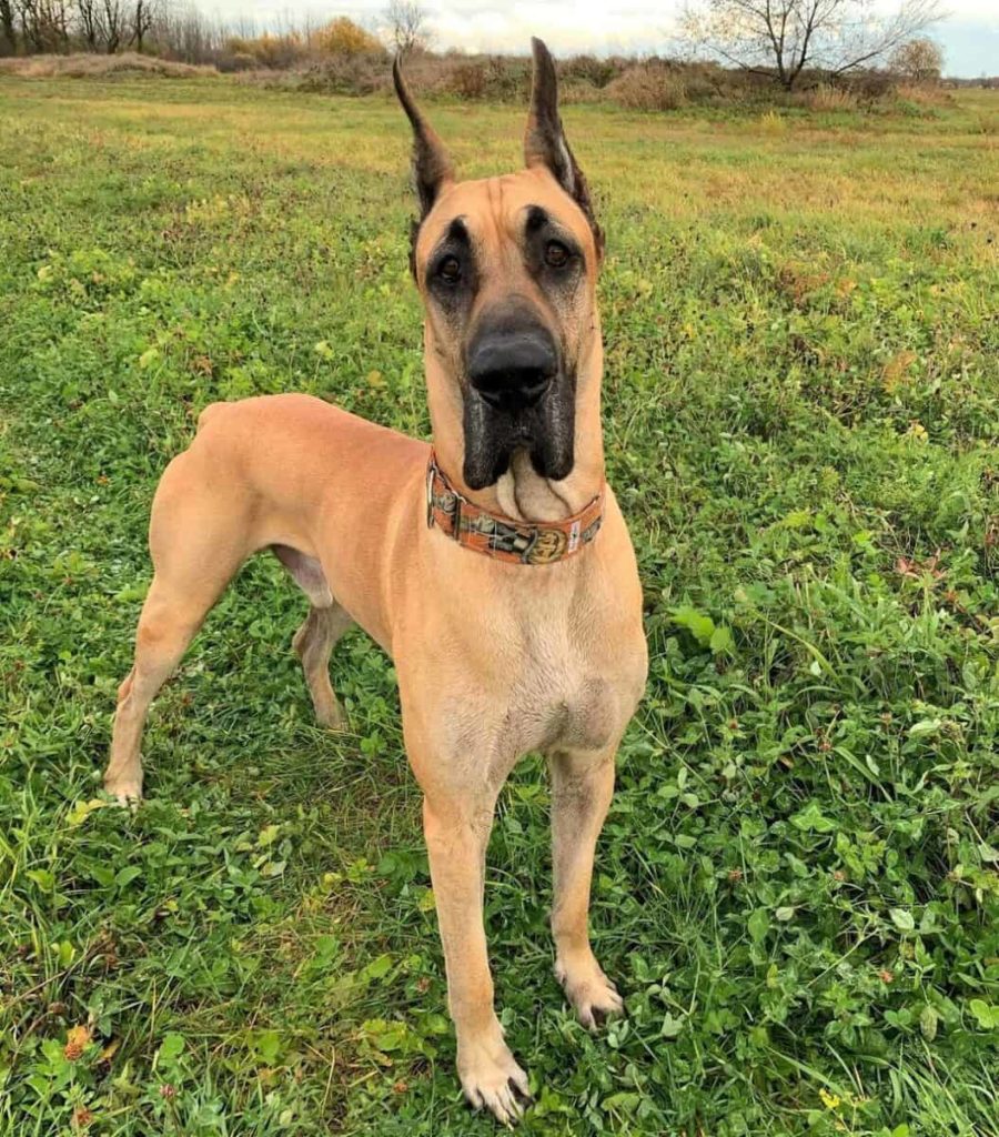 Great Dane Breeder Near Me