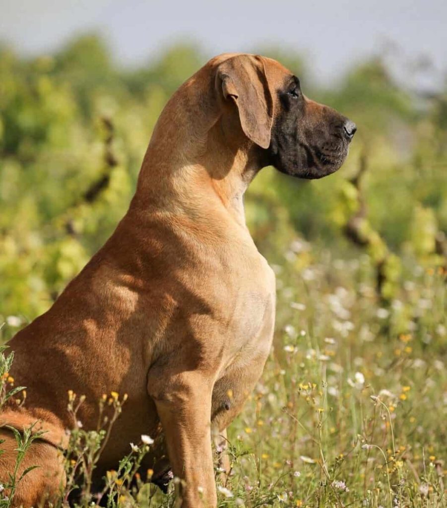 How to Choose a Great Dane Breeder Near Me 7 Great Dane Breeder Near Me
