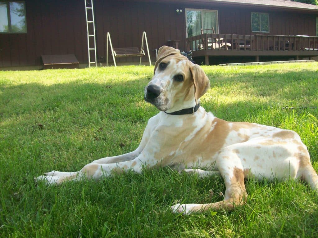 Great Dane Brindle