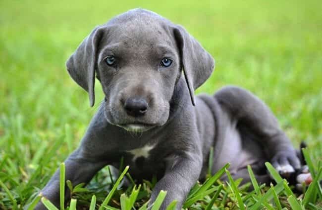 What Were Great Danes Bred For? The Surprising History of This Popular Breed 17 WHAT WERE GREAT DANES BRED FOR