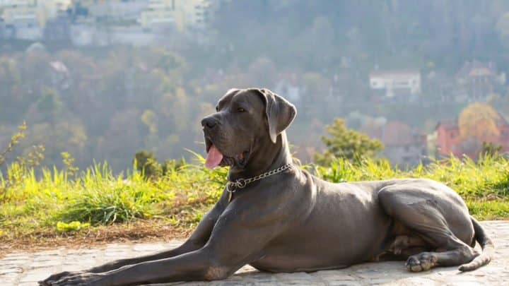 The Many Great Dane Spots, Colors and Stripes 23 Great Dane Spots