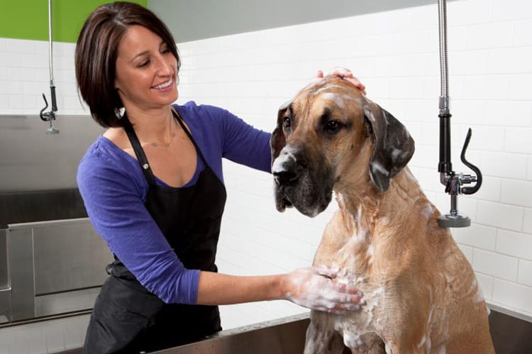 The 7 Best Dog Nail Clippers: Great Dane Toenail Problems 14 Great Dane Toenail Problems