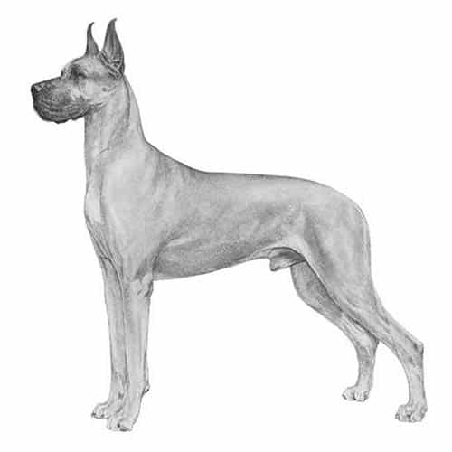 What Were Great Danes Bred For? The Surprising History of This Popular Breed 10 WHAT WERE GREAT DANES BRED FOR