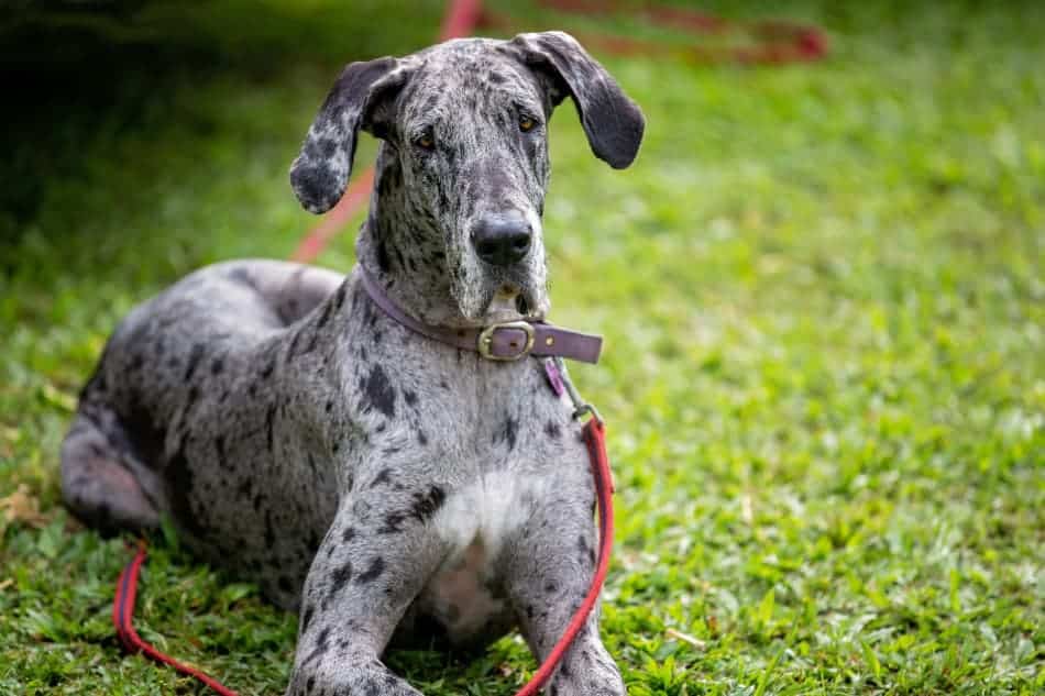 The Top 5 Adorable Facts About Great Dane Brindle Dogs 11 Great Dane Brindle