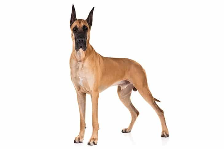 The Best Collars for Great Danes 3 Best Collars for Great Danes