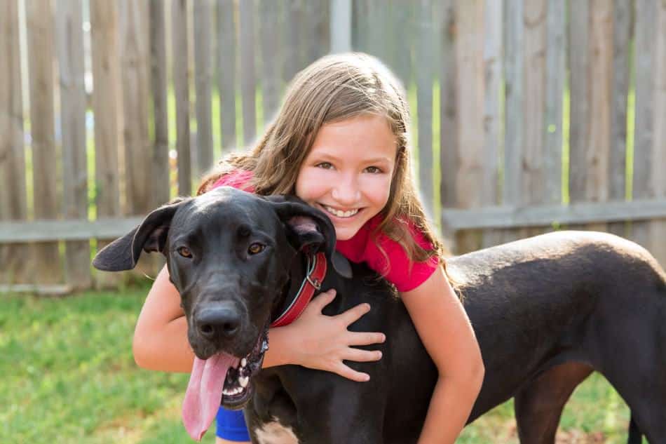 Why Do Great Danes Lean: 6 Reasons Behind Great Danes and their Creative Sitting 7 Why Do Great Danes Lean