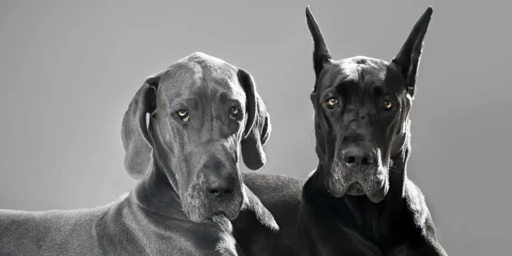 The Great Dane Breed Standard 14 Great Dane ear cropping featured image
