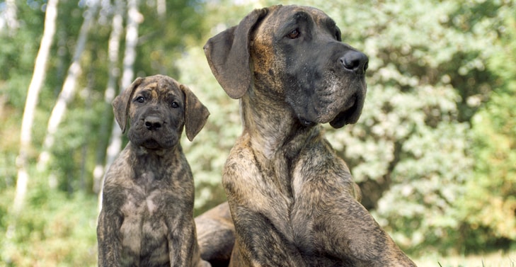 10 Steps to Caring for a Great Dane: Everything You Need to Know 3 Caring for a Great Dane