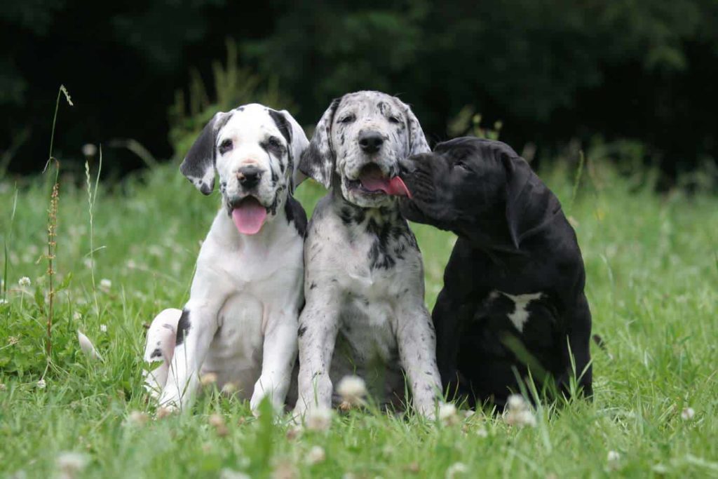 Great Dane puppies