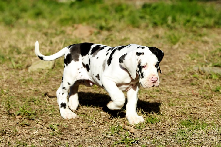 How to Choose a Great Dane Breeder Near Me 9 Great Dane Breeder Near Me
