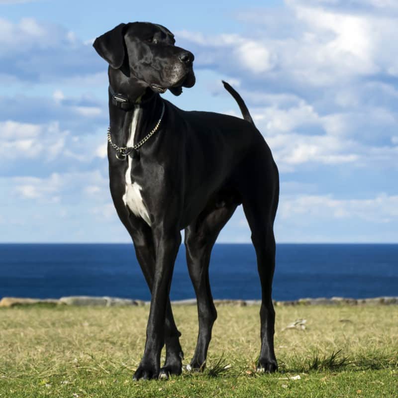 What to Expect When You Bring a Great Dane Puppy Home 2 Bring a Great Dane Puppy Home