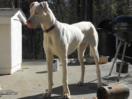 12 Things You Didn't Know About White Great Danes: Are White Great Danes Deaf and Blind? 17 WHITE GREAT DANE