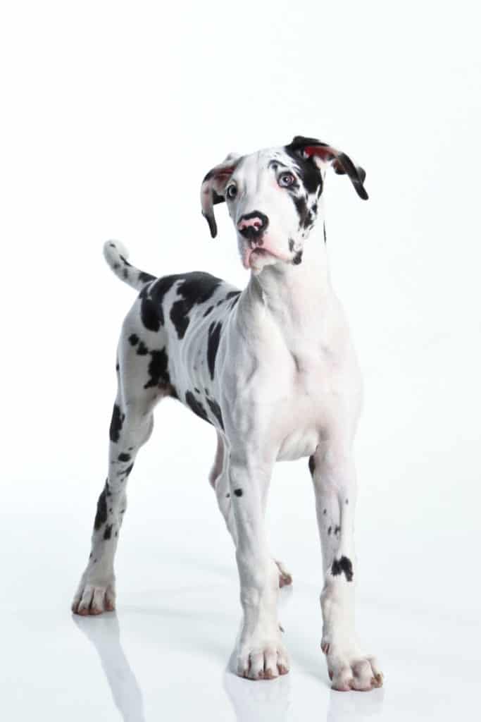 Harlequin Great Dane Puppy Standing 683x1024 1