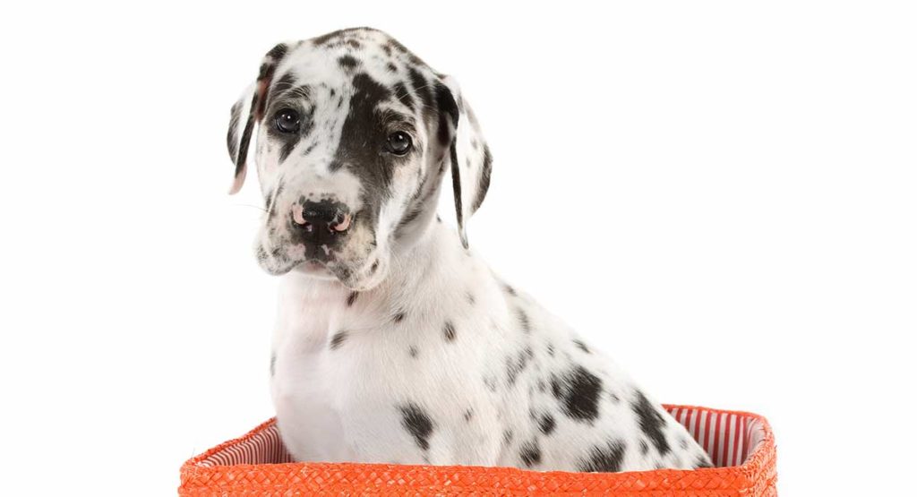 Caring for a Great Dane