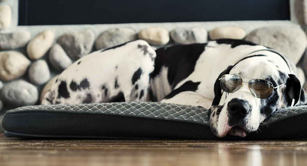 The Magnificent Harlequin Great Dane 6 HARLEQUIN GREAT DANE