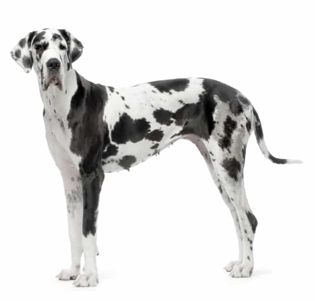 Ibuprofen Poisoning in Dogs: Acting Quickly if Your Dog is in Danger 7 Ibuprofen Poisoning in Dogs