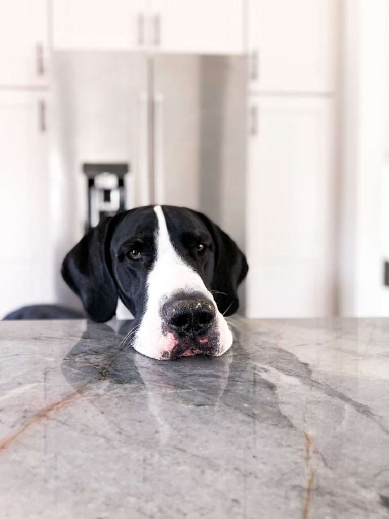 The Ultimate Great Dane Feeding Chart 47 IMG 0416