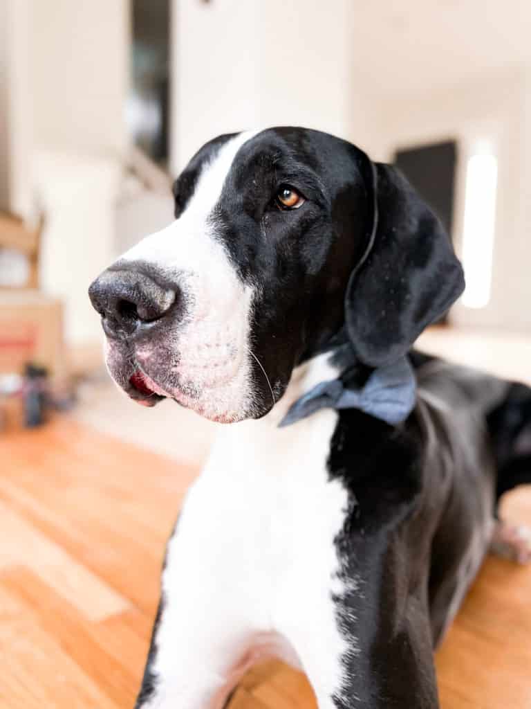 5 Easy Phone Photography Tips for Dogs 4 IMG 0758