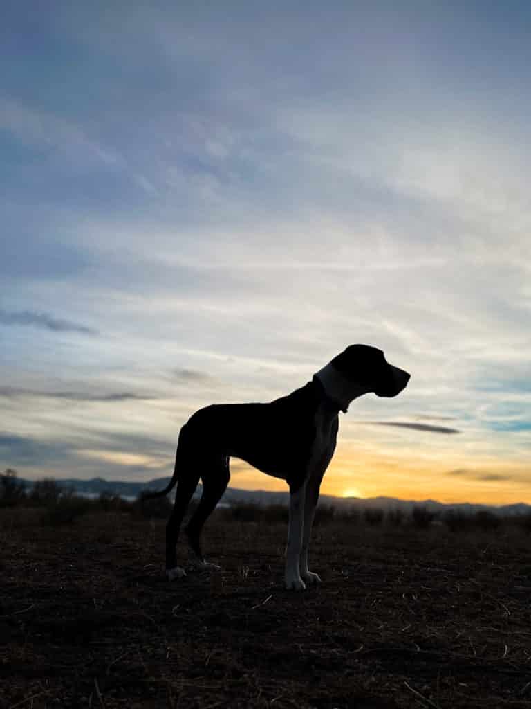 The Best Prong Collar for a Great Dane: Everything You Need to Know 20 IMG 1569