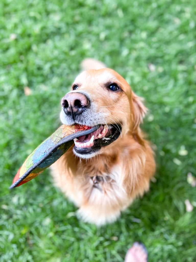 5 Easy Phone Photography Tips for Dogs 3 Phone photography tips for dogs