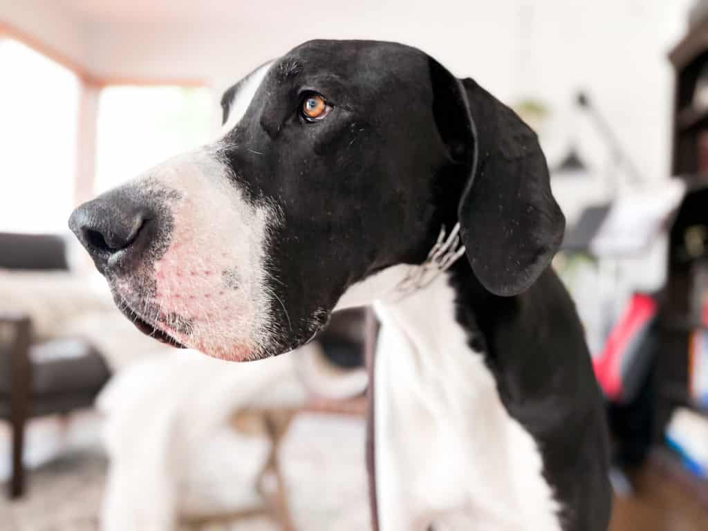 The Best Prong Collar for a Great Dane: Everything You Need to Know 5 IMG 4020