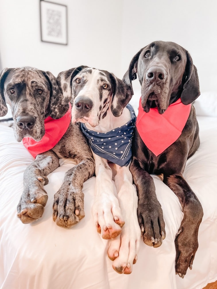 4th of July and Dogs: How to Keep Your Dog Calm and Happy 5 4th of July and Dogs