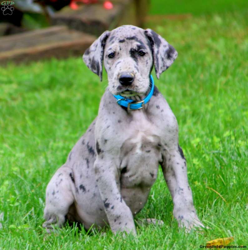 Ibuprofen Poisoning in Dogs: Acting Quickly if Your Dog is in Danger 9 Ibuprofen Poisoning in Dogs