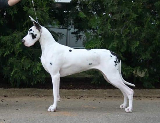 The Magnificent Harlequin Great Dane 20 HARLEQUIN GREAT DANE