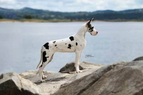 The Magnificent Harlequin Great Dane 21 HARLEQUIN GREAT DANE