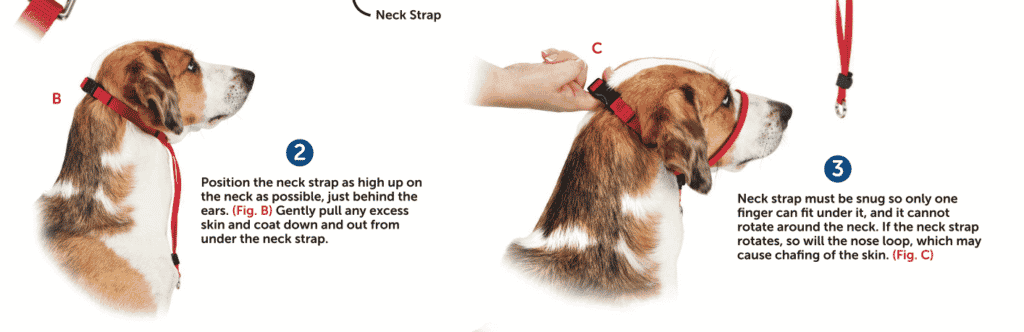 My Review of the Gentle Lead Head Harness 6 Gentle Lead