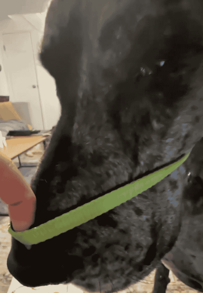 My Review of the Gentle Lead Head Harness 12 Screen Shot 2022 06 09 at 2.04.35 PM 1