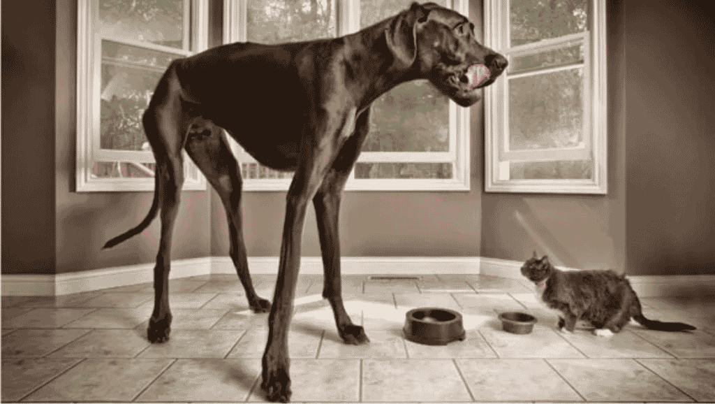 Zeus the Great Dane: the World's Tallest Dog 3 Screen Shot 2022 06 27 at 1.40.55 PM