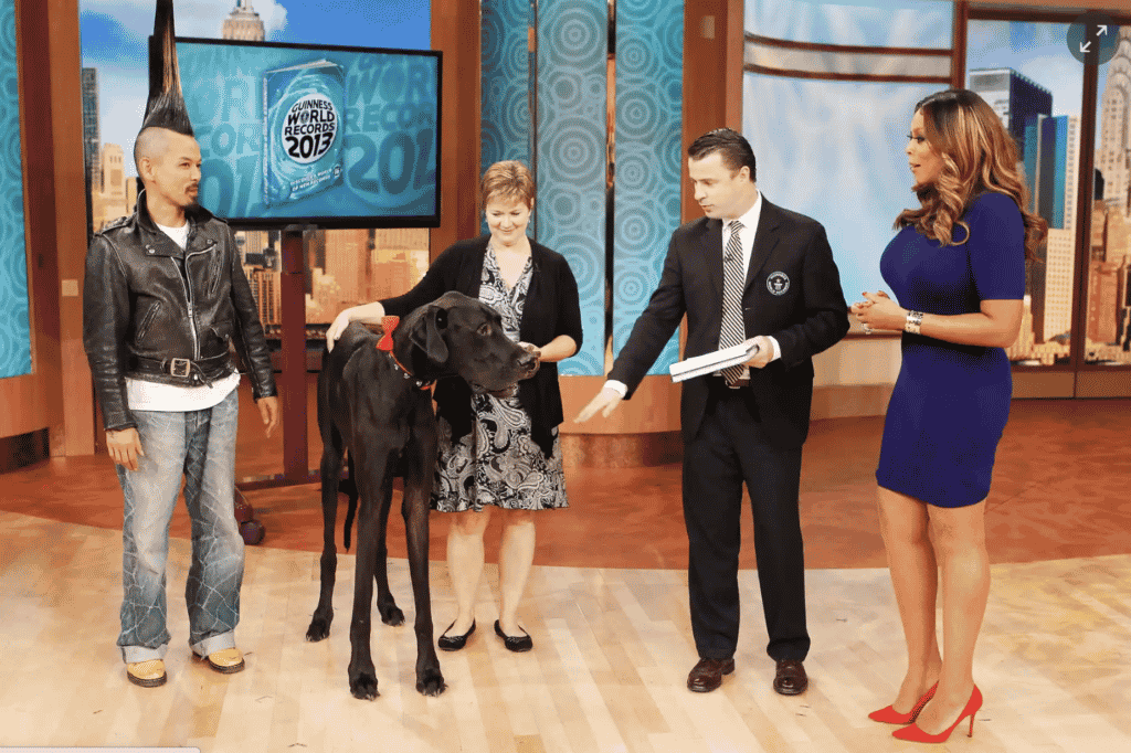 Zeus the Great Dane: the World's Tallest Dog 5 Zeus the tall black Great Dane