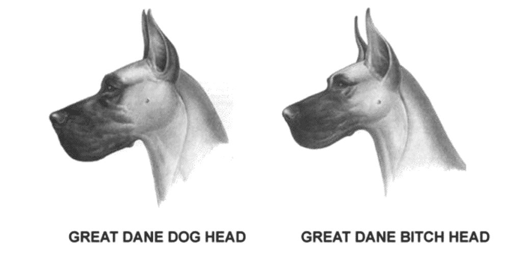 The Great Dane Breed Standard 6 Screen Shot 2022 06 28 at 12.48.31 PM