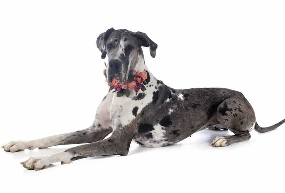 are there miniature great danes